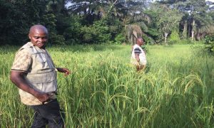 Read more about the article Ivorian Refugees Venture Into Lowland Farming