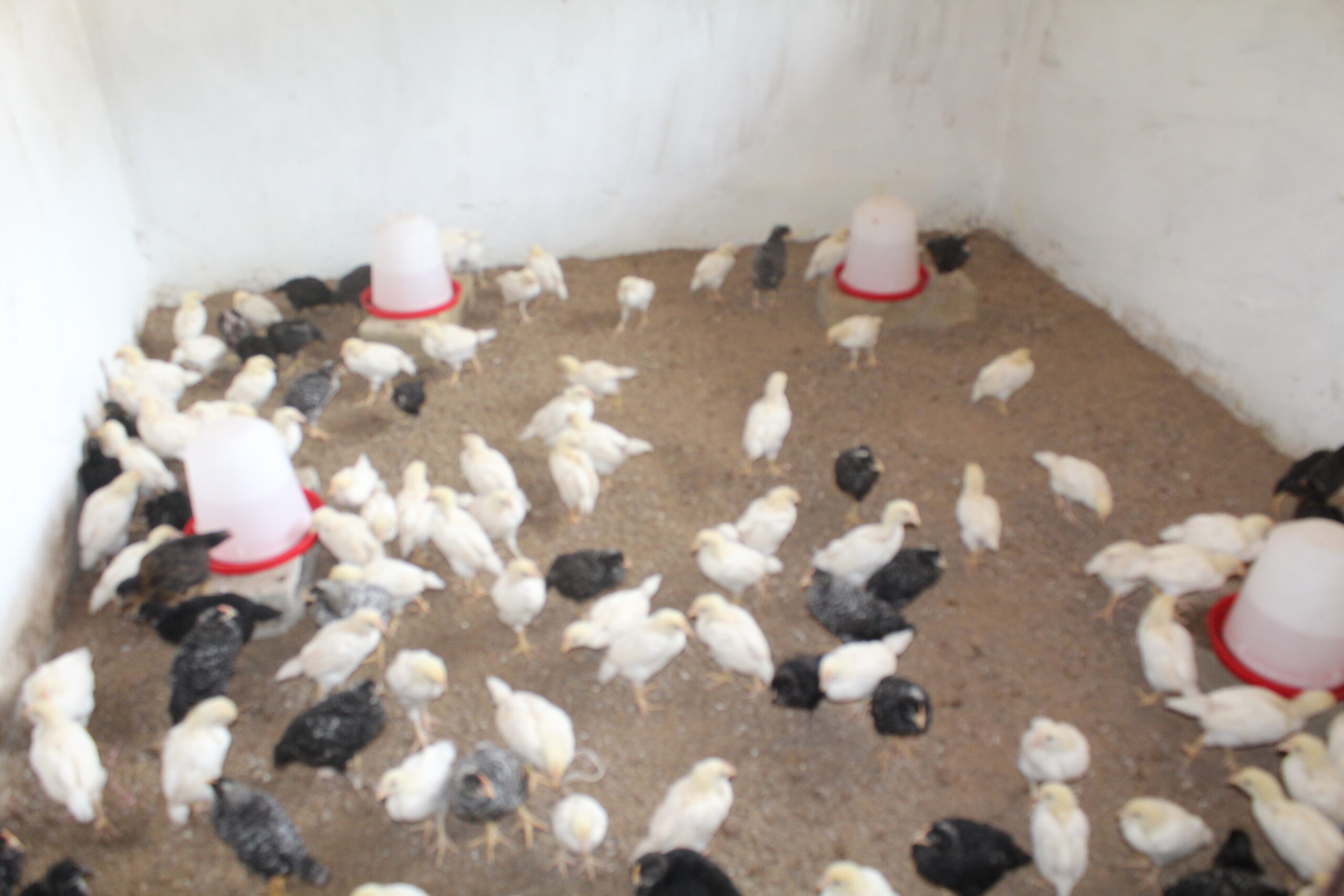 Read more about the article LTI through the LWF project received its first batch of Cockerels.