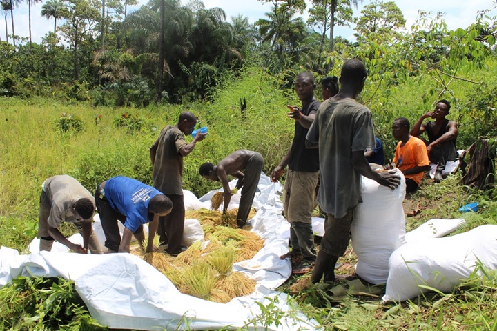 Read more about the article CLAP Improves Food Security and Household Income Across Target Communities in Salayea District, Lofa County.