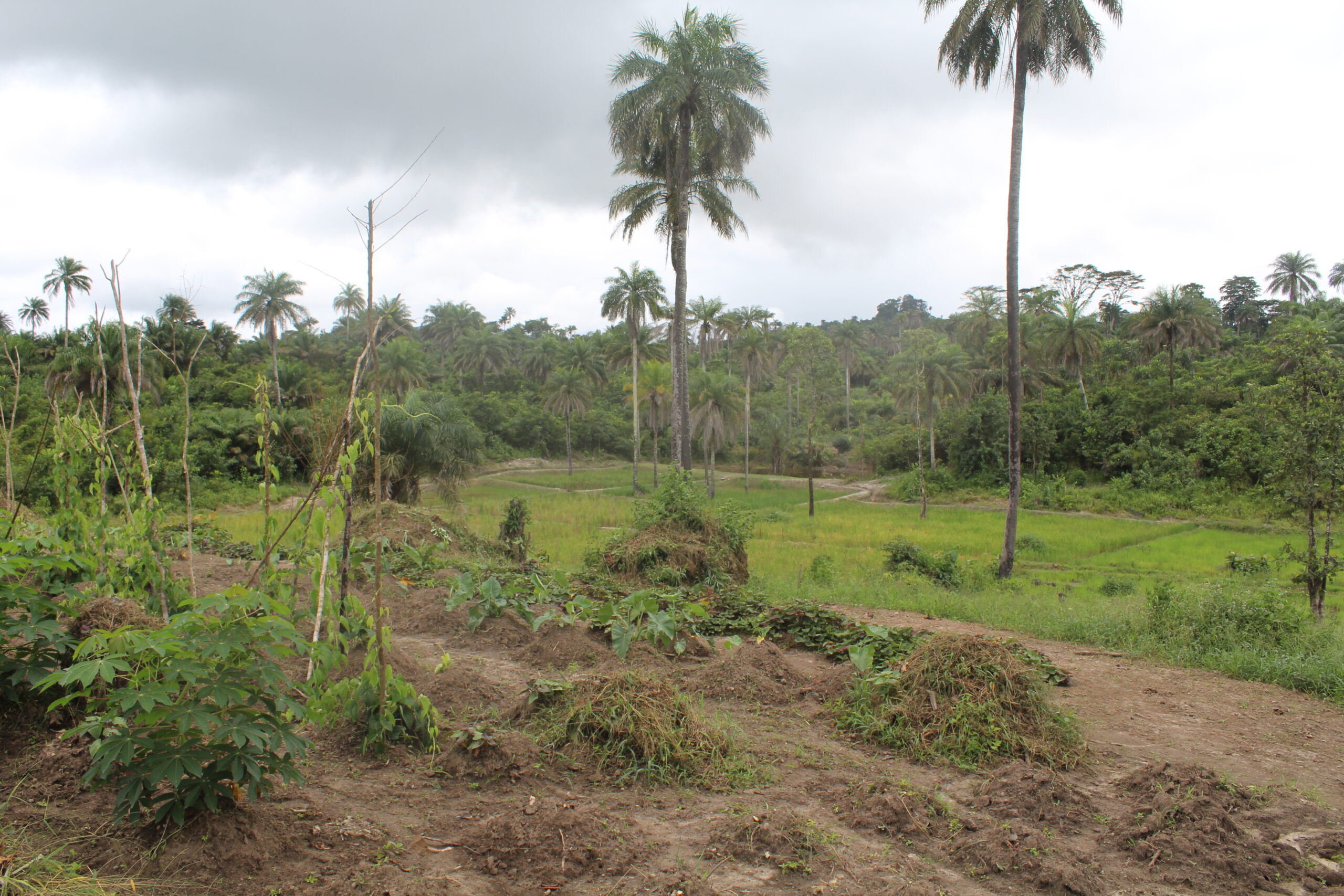 Read more about the article Urgent need to upscale the Adaptation Project in Salayea District, Lofa County